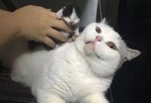 當大肥貓做了媽媽之後，網友：貓媽看誰都像是貓販子！-頭條楓林網