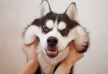 與狗狗相處，一定要注意這些，否則你很有可能傷害到它！-頭條楓林網