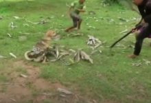 田園犬不幸被大蟒蛇纏住，三小孩合力勇救田園犬！-頭條楓林網