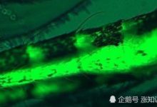 微小但是卻致命，微塑料已經全面入侵了整個生物鏈-頭條楓林網