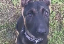 沒想到威武勇敢的德牧賣起萌來，也是殺傷力十足，這個歪頭殺無敵-頭條楓林網