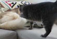 貓咪想到二哈身上睡覺，先假裝給二哈按摩，二哈：師傅手法不錯！-頭條楓林網