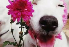 確認過照片，狗子這樣拍照的確比我美！-頭條楓林網