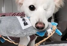 北鼻naturalbaby天然狗糧推薦狗狗只剩下一隻眼睛，卻喜歡用微笑面-頭條楓林網