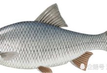 魚類的誕生地竟然在中國，外國科學家表示值得研究-頭條楓林網