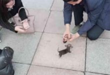 遠處傳來「別踩到狗」的喊聲，我低頭一看懵了：這分明是老鼠！-頭條楓林網