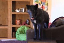 黑狼和狗狗組團拆家，一旁的鏟屎官敢怒不敢言：我也很無奈啊！-頭條楓林網