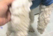 主人：你說你跑哪了，弄這麼臟！狗子：我真跟你說話，你受得了嗎-頭條楓林網