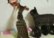 鏟屎官買了個貓咪牆紙，兩隻貓咪都看呆了-頭條楓林網