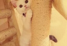 貓咪總是偷偷看鏟屎官，一點也不知道害羞-頭條楓林網