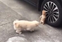 下班準備開車回家，卻被眼前一幕驚呆了，男子：狗子你倒是上啊！-頭條楓林網