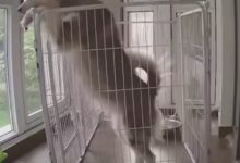 二哈竟然用這樣的方式逃出了籠子，連它自己都是一臉懵的！-頭條楓林網