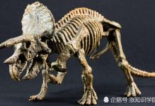 英國的「侏羅紀海岸」留下古生物的痕迹，值得研究！-頭條楓林網