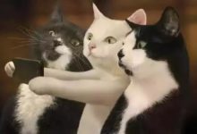 據說，養貓的人都會得一種病-頭條楓林網