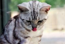 貓鼻支能徹底好嗎，藍貓鼻支怎麼算是治癒了-頭條楓林網