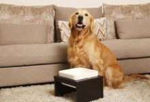 買寵物碗架=白花冤枉錢？鏟屎官你扎心嗎？-頭條楓林網