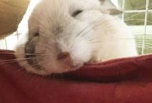 萌萌噠小龍貓來襲，喜歡的寵主接好啦！-頭條楓林網