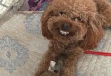 突發奇想給泰迪做了個狗毛氈，狗子一個勁笑，讓主人老覺得有陰謀-頭條楓林網