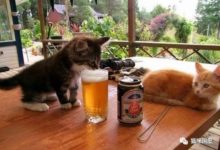 鏟屎官倒了啤酒，還沒喝就被貓咪搶先了-頭條楓林網