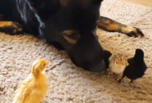 德牧一覺醒來，卻發現自己當了「媽」，網友：養肥了再吃-頭條楓林網