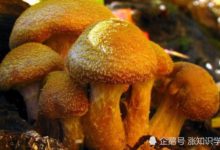 最大植物面積被打破？最新數據已超440噸，大約為3頭藍鯨-頭條楓林網