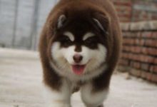 小主人牽狗狗散步，走在街上霸氣側漏！阿拉斯加：敢動她試試？-頭條楓林網