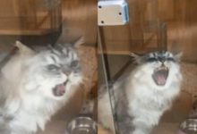 出差把貓咪寄養在寵物店，一周後去接貓，領到貓後心在滴血-頭條楓林網