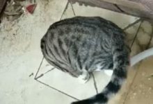 喵星人為了撿小球也是拼了，網友：真像個專業通下水道的！-頭條楓林網