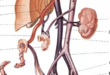 【一圖讀懂】胎兒血液循環模式圖-頭條楓林網