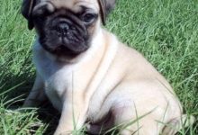 這個世界本來沒有流浪狗，但拋棄的人多了，自然也就有了-頭條楓林網