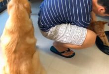 主人去鄰居家串門，順手就擼起了鄰居的貓，金毛瞬間性情大變！-頭條楓林網