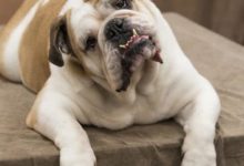 主人安裝攝像頭拍下狗狗驚人舉動！專家的話讓主人奔潰，想棄養-頭條楓林網