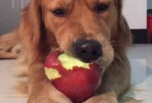 主人剛買的水果不見了，聽見「脆響」，回頭一看求狗肉做法？-頭條楓林網