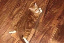 當喵星人也開始有了保護色-頭條楓林網