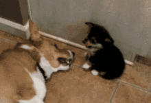 養狗狗時間久了，家裡有味道該怎麼辦？-頭條楓林網