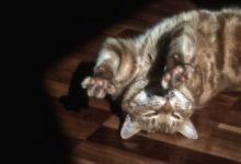 凍干貓糧用什麼水泡，凍干貓糧礦泉水泡-頭條楓林網