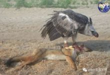 非洲的空中之王能抓起五十斤重的獵物，雙翅展開有兩米多長-頭條楓林網