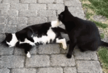 黑貓舔了奶牛貓的腳，引發了一場戰鬥-頭條楓林網