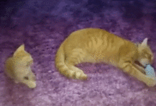 有個橘貓爸爸真的很不開心-頭條楓林網