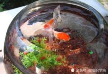 小心你家的魚缸！英國男子清理家中水族箱，一家六口險些喪命-頭條楓林網