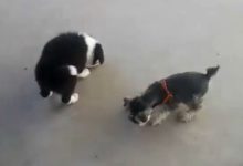 邊牧犬跟雪納瑞玩心眼，不讓雪納瑞吃狗糧，雪納瑞都要哭了……-頭條楓林網