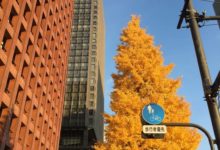 只有在日本秋冬才能看到的景象！每每此時這5個地方都會刷爆ins-頭條楓林網