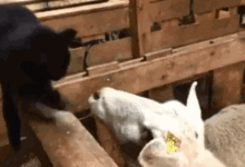 貓咪跑到羊圈中，裝起老大欺負羊-頭條楓林網