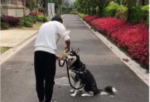 抖音小哥哥「奇葩」拴狗，只用了一瓶礦泉水，狗：我是二，但不傻-頭條楓林網