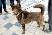 滿清時期的宮廷獵犬，八旗子弟手中的娛樂工具，如今蹤跡難尋-頭條楓林網