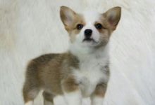 小柯基: 家有『猛犬』, 小偷勿近!-頭條楓林網