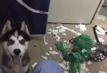 哈士奇拆家上癮把冰箱都拆了，主人想出這招治二哈，二哈：不敢動-頭條楓林網