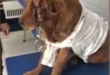 金毛被主人砍傷扔棄草坪，需度過三天危險期......-頭條楓林網