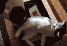 貓咪看到狗狗在旁邊，想打狗狗，結果……-頭條楓林網