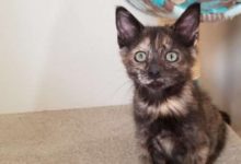 領養小貓咪也有買一送一？小黑貓躲在籠子里主動送上門！-頭條楓林網